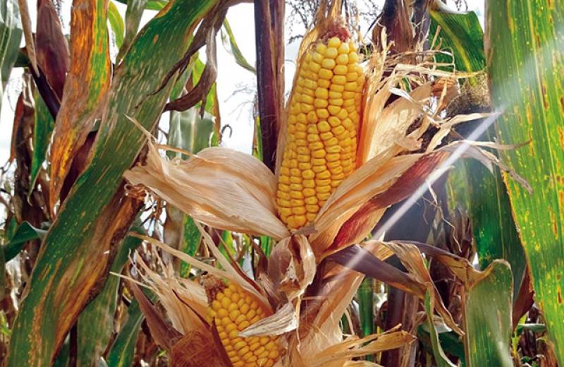 INIA desarrolla nuevo maíz amiláceo “Cumbemaino” con capacidad de incrementar producción por hectárea