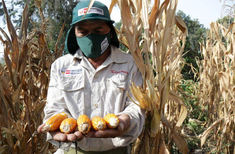 INIA desarrolla nuevo material genético para potenciar calidad del maíz amarillo duro