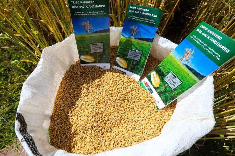 INIA desarrolla trigo de élite que produce 5.000 kilos por hectárea