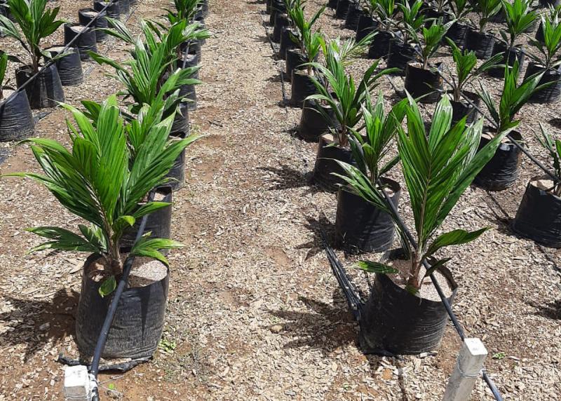 INIA desarrolla variedad de palma aceitera con alta calidad genética en Ucayali