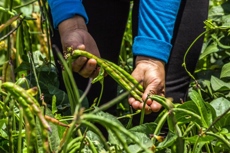 INIA desarrolló más de 30 variedades de legumbres con alta calidad genética