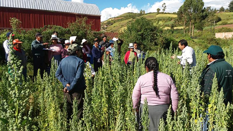INIA diseña nueva metodología de capacitación participativa con productores de quinua del Cusco