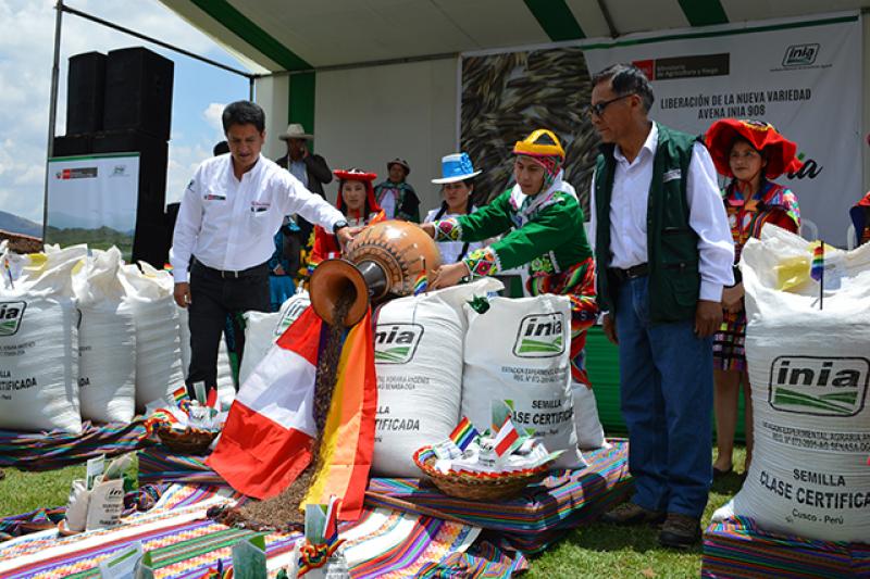 INIA entrega nueva avena forrajera para mejorar economía de 5 mil ganaderos del Cusco