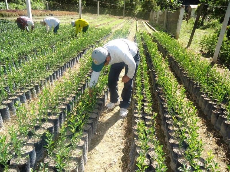 INIA ENTREGA PLANTONES DE CAFÉ ORGÁNICO SIN COSTO A AGRICULTORES DEL VRAEM