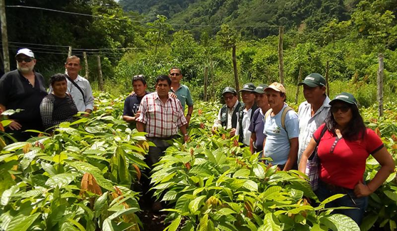 INIA entregó 234 mil plantones de cacao \"chuncho\" a productores de La Convención en Cusco