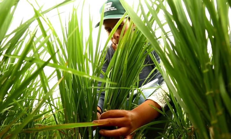 INIA estudia menor uso de agua en riego de arroz para reducir población del mosquito de la malaria