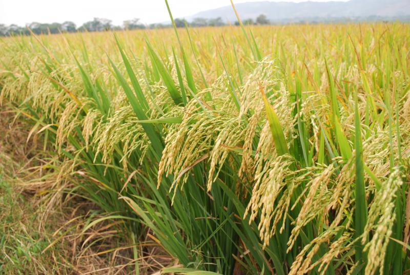 INIA genera más de 10 toneladas de semillas certificadas de arroz para la región San Martín