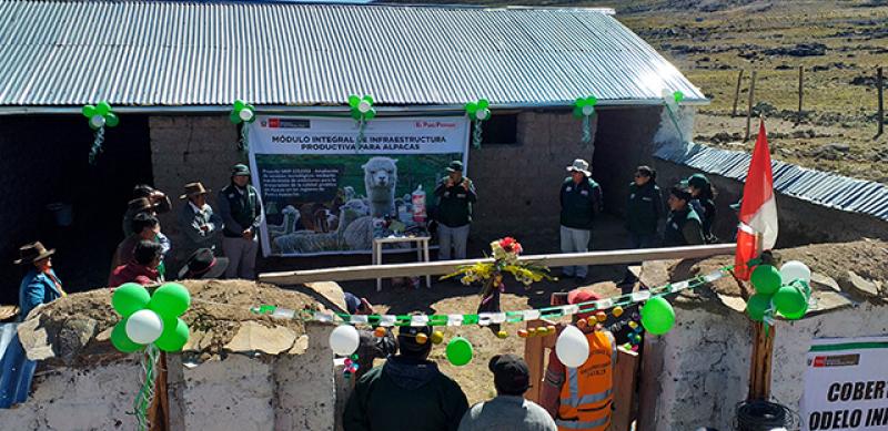 INIA implementa módulos integrales de producción alpaquera en comunidades campesinas de Ayacucho