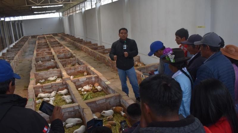 INIA impulsa calidad de ganado vacuno, cuyes y cultivos hidropónicos en Huancavelica