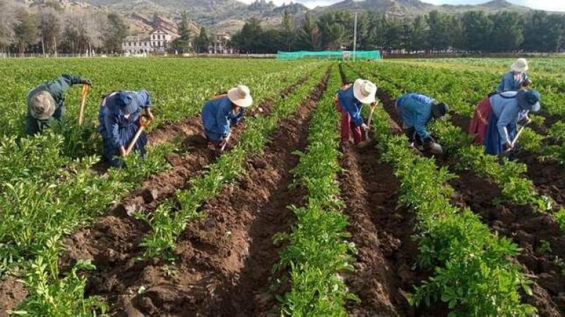 INIA incrementará producción de semillas de calidad de papa Imilla Negra en Puno