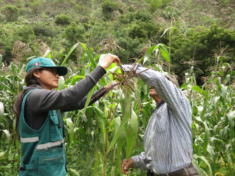 INIA inició Plan 2018 de capacitación para cadenas productivas de cacao, arroz y maíz
