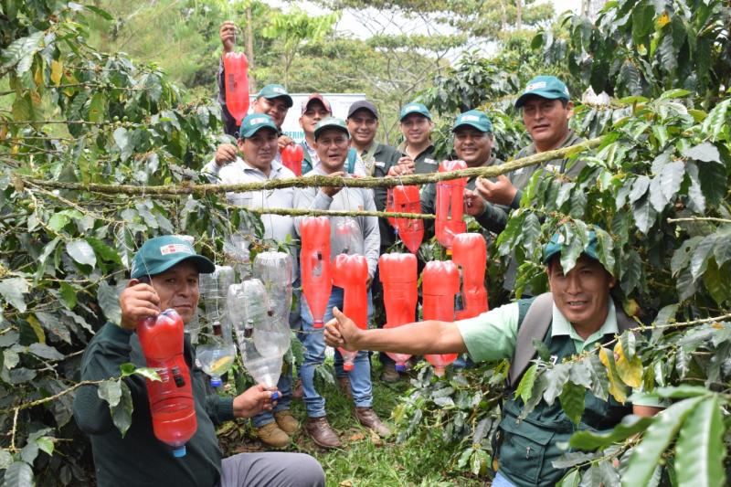 INIA instala trampas ecológicas para reducir plaga de la broca en cultivos de café en el Vraem