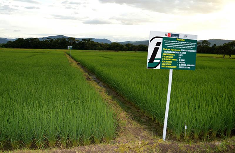 INIA intensifica el desarrollo de una variedad de arroz resistente a enfermedades y de buena calidad de grano