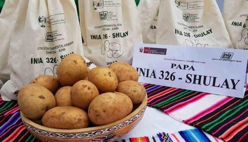 INIA lanza nueva variedad de papa altamente nutritiva y especial para freír en tiras
