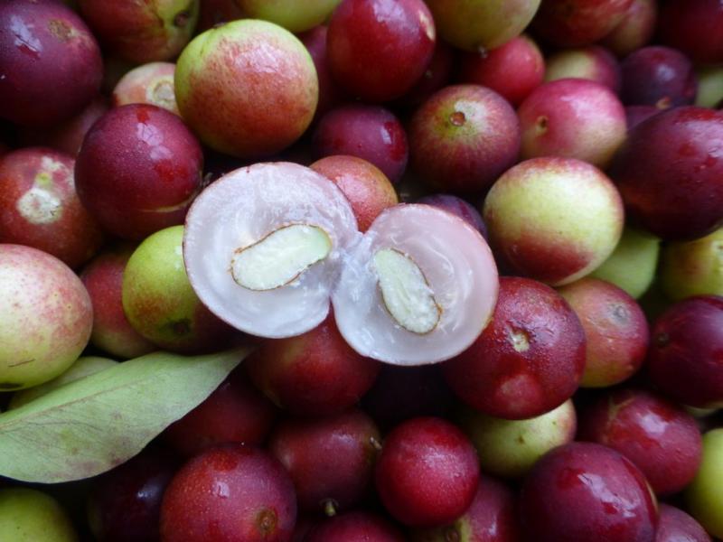 INIA libera nueva variedad de camu camu denominada “INIA 395 – Vitahuayo” con alto valor genético y calidad nutricional