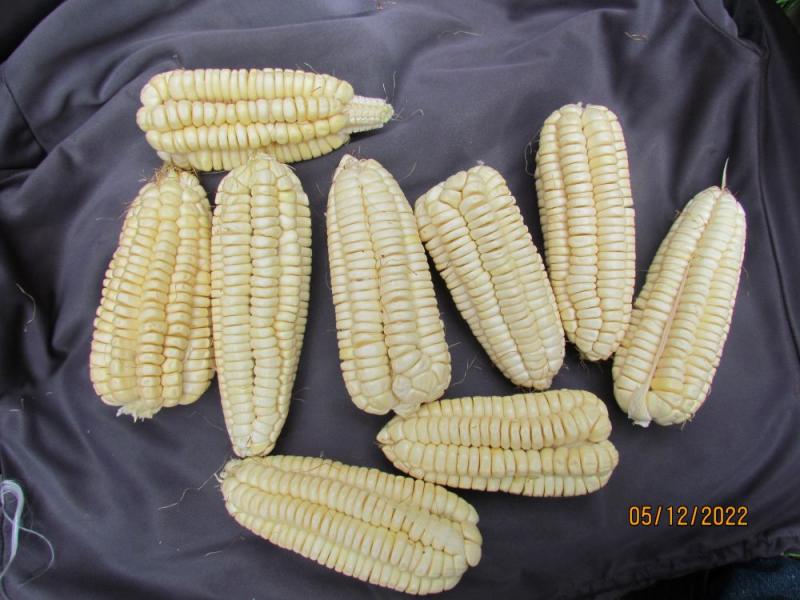 INIA libera nueva variedad de maíz amiláceo “Yuracc Choccllo” de alta calidad genética