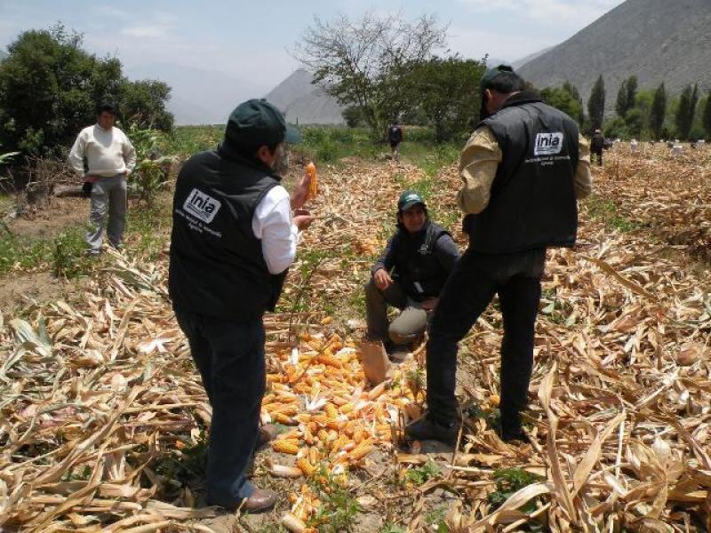 INIA NO HA DETECTADO PRESENCIA DE MAÍZ TRANSGÉNICO ILEGAL EN BARRANCA