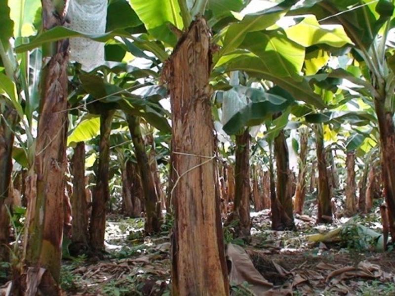 INIA POSTULARÁ A FONDO FONTAGRO PARA INVESTIGAR LA MANCHA ROJA EN BANANOS