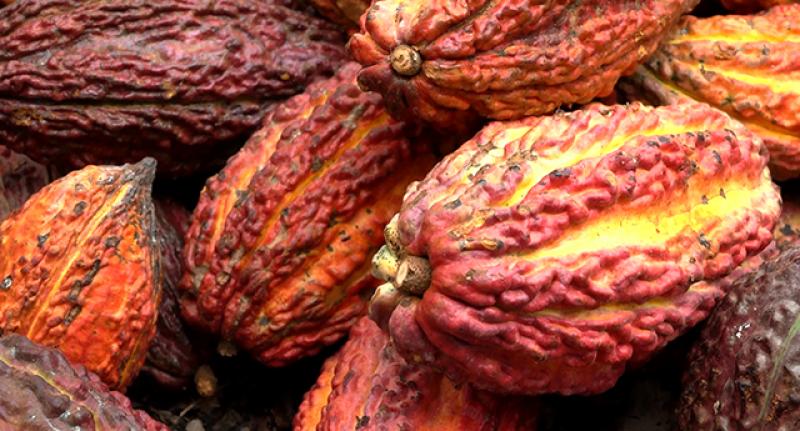 INIA potencia calidad del cacao peruano para mercados internacionales