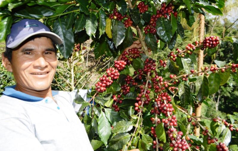 INIA potencia calidad y rendimiento del cultivo de café de más de 50 mil cafetaleros