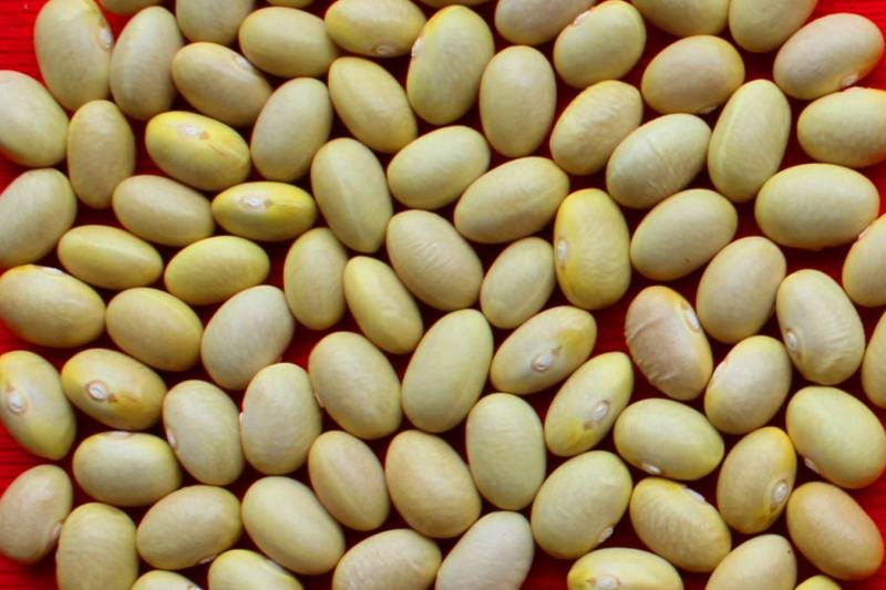 INIA presenta nuevas variedades de maíz amarillo duro y frijol para potenciar la producción agrícola