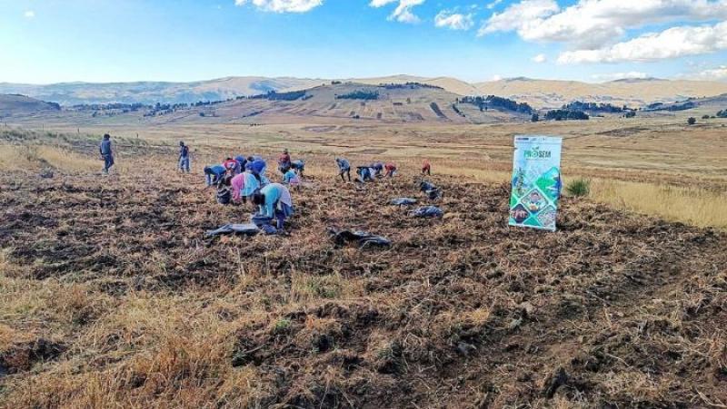 INIA produce más de 60 toneladas de semillas de papa de alta calidad genética para Ayacucho