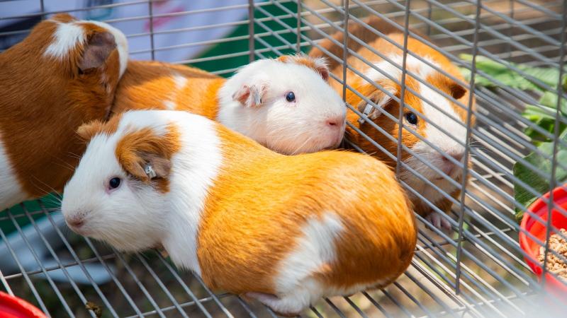 INIA promueve tecnologías agrarias para mejorar calidad de la carne de cuy