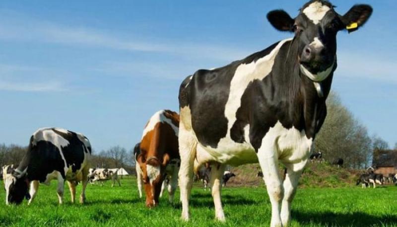 INIA transfiere 6.000 pajillas de ganado de alta calidad