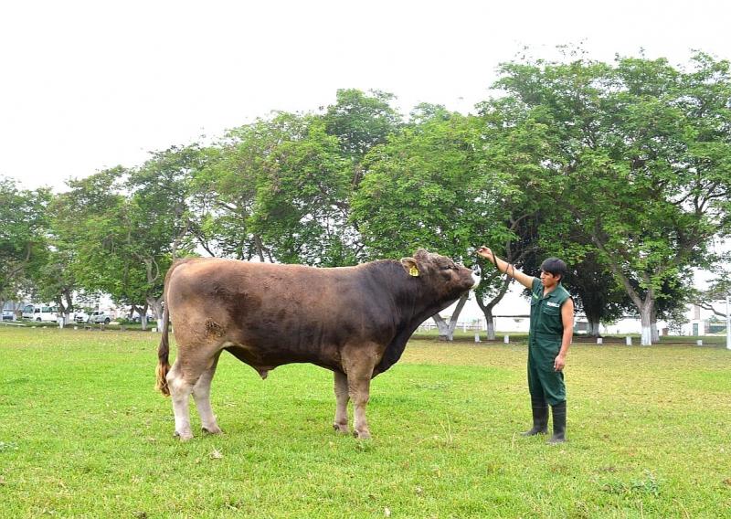 INIA transfiere material genético para mejorar calidad de razas de ganado Simmental y Braunvieh en Zepita