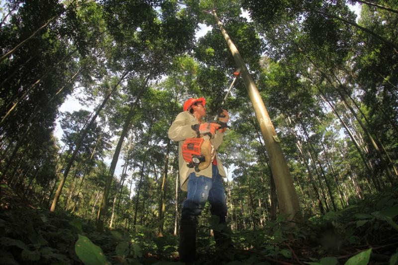 Inician campaña para que productores de San Martín registren sus plantaciones forestales