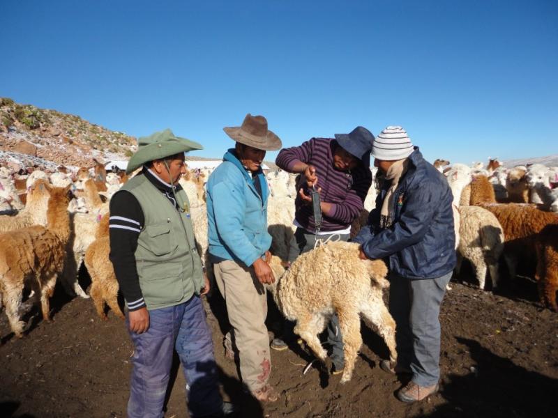 INICIAN PLAN DE ASISTENCIA SANITARIA Y NUTRICIONAL A AUQUÉNIDOS EN TACNA