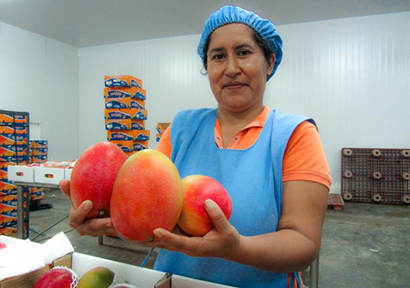 Inicio de campaña de exportación de mango en Áncash genera expectativa entre productores