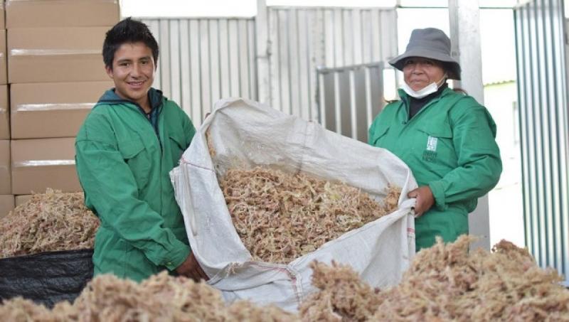 Inka Moss, el musgo peruano que permite ahorrar agua en los cultivos