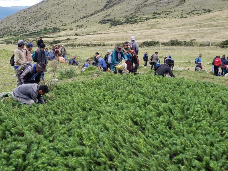 Instalan 22 mil plantones de pino radiata y queuña en Apurímac