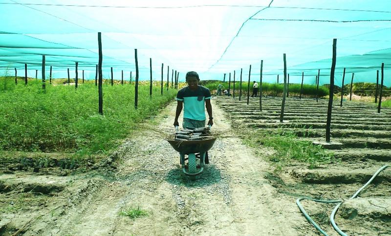 Instalan 70 mil plantaciones forestales en márgenes del reservorio de Poechos