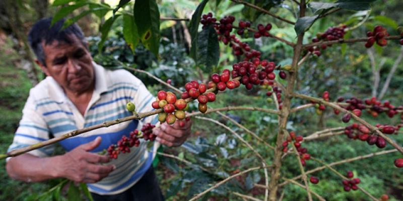 INSTALAN DOS CENTROS PILOTOS PARA PROCESAR CAFÉ EN AYACUCHO