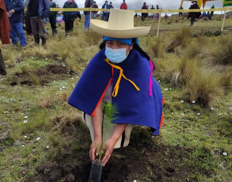 Instalan más de 22 mil plantones forestales maderables en Lucllapuquio en Cajamarca