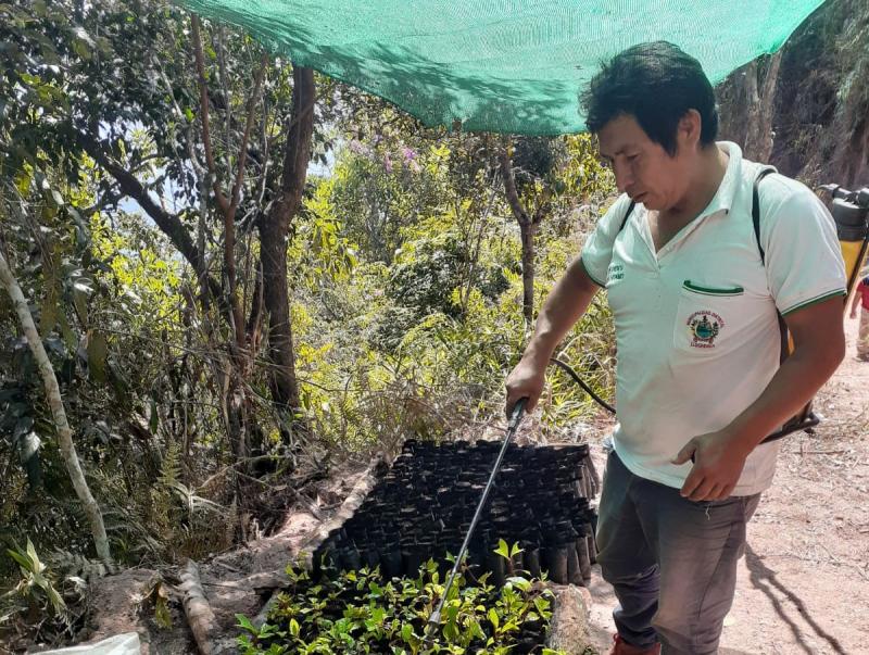 Instalarán 250 mil árboles de quina en santuario histórico de Machu Picchu
