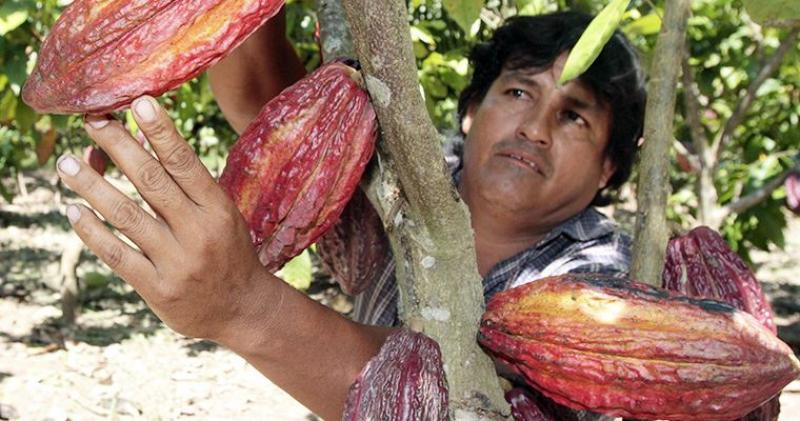 Instalarán más cultivos de cacao orgánico en Madre de Dios