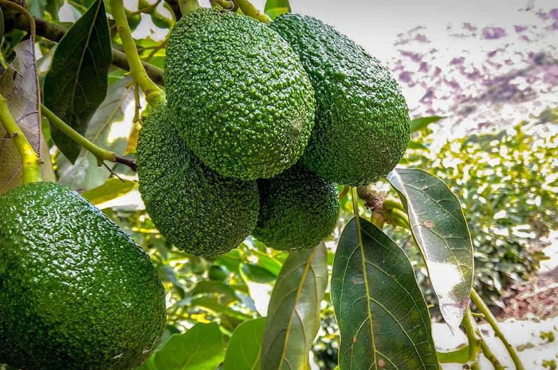 Instalarían hasta 3.000 hectáreas de palta este año