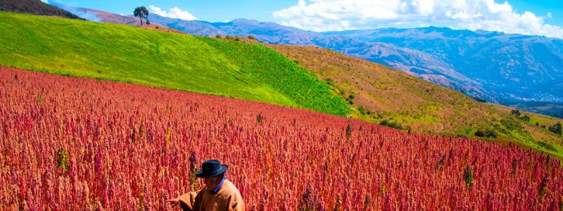 Interamsa Agroindustrial proyecta incrementar en 10% sus ventas este año