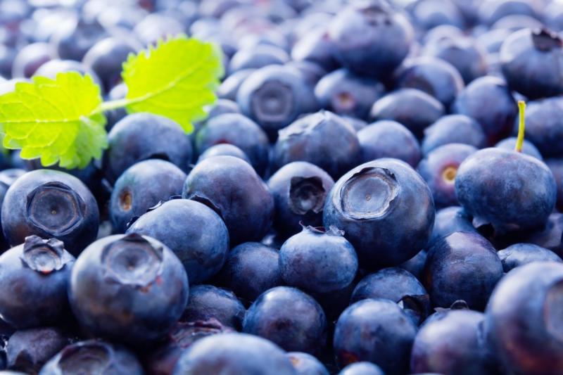 International Blueberry Organization Summit será reprogramada para agosto del 2021