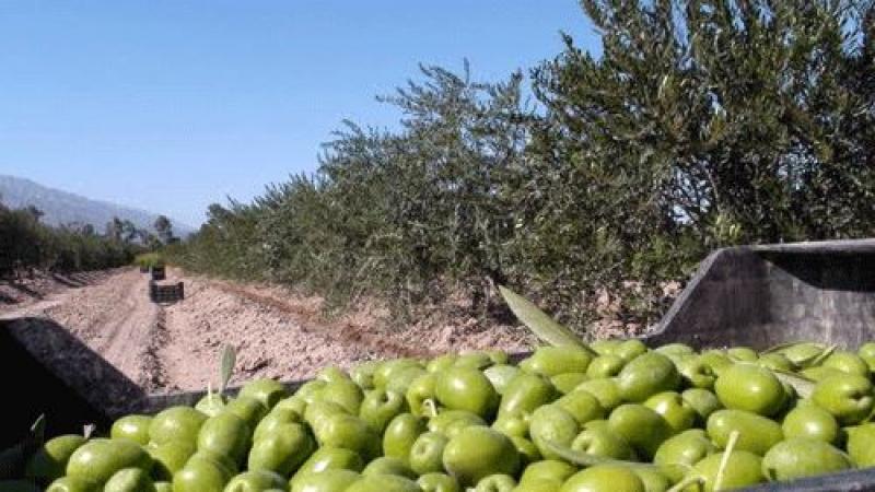 Inversionistas de Chile e Israel ponen la mira en agroindustria de Tacna