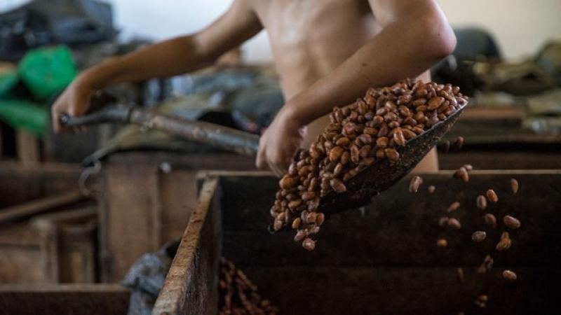 Invertirán casi S/ 5 millones para mejorar cadena productiva del cacao en comunidades de Loreto