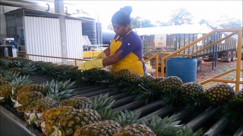 INVERTIRÁN MÁS DE UN MILLÓN DE SOLES PARA DESARROLLAR EL PRIMER CENTRO DE EMPAQUE DE PIÑAS EN EL PERÚ