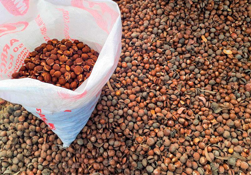 Investigadores de la PUCP extraen aceite nutracéutico y elaboran resina biodegradable a partir de semillas de lúcuma