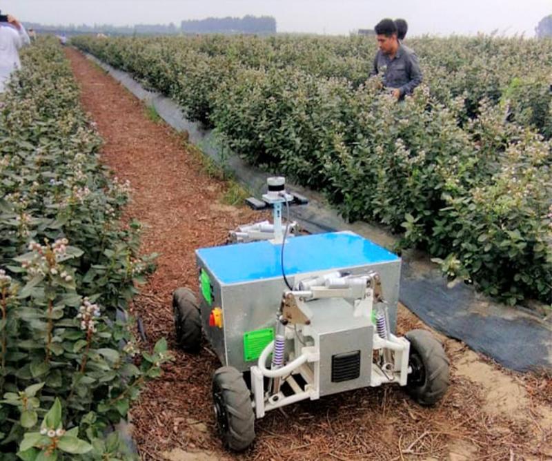 Investigadores de la UPAO ponen a prueba robot que mejora cosecha de arándano