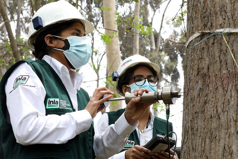 Investigadores del INIA y la UNALM buscan mejorar la productividad y el uso sostenible de plantaciones forestales en la amazonia peruana