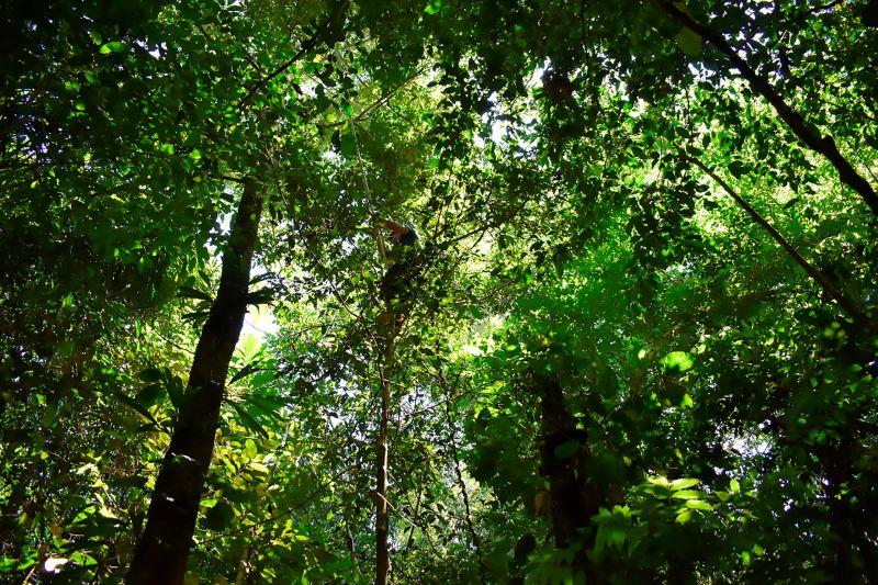 Investigadores desarrollan sistema online para reconocer especies forestales de importancia económica y ecológica