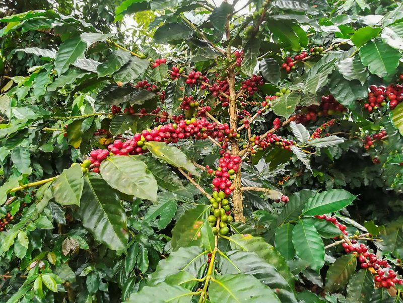 Investigadores impulsan cultivo de café a partir de modelos agroambientales